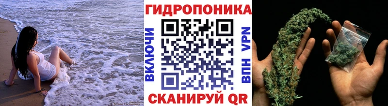 Канабис семена  Слюдянка 